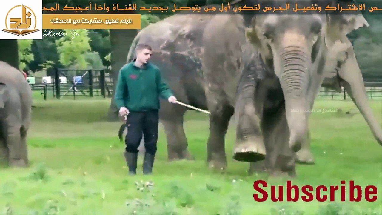 شاهد تصرفات عجيبة للحيوانات عندما لا تستطيع الوصول الى الناس او يكون بينها وبينهم حاجز !!؟؟