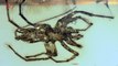 Newly-Discovered Species of Spider with Scorpion-Like Tail Found in Amber