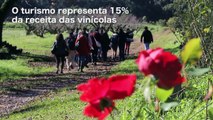 Turismo e Vinho na Serra Gaúcha