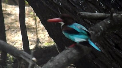 DELHI ZOO, India | Glimpse of India