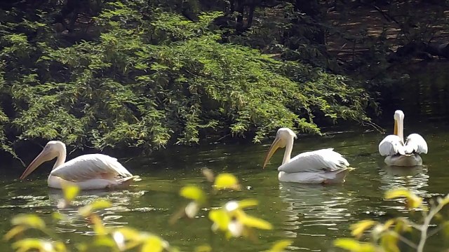 Chidiya Ghar – National Zoological Park in Delhi