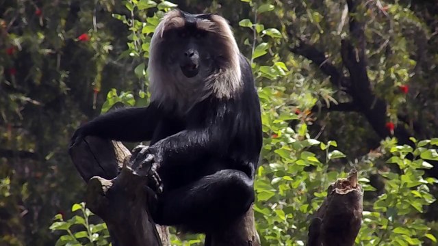 National Zoological Park (Delhi Zoo)