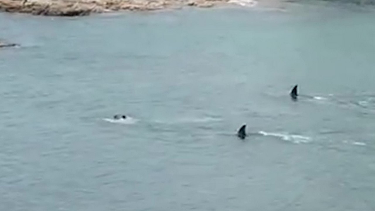 Deux grandes nageoires dorsales passent juste à côté de deux enfants