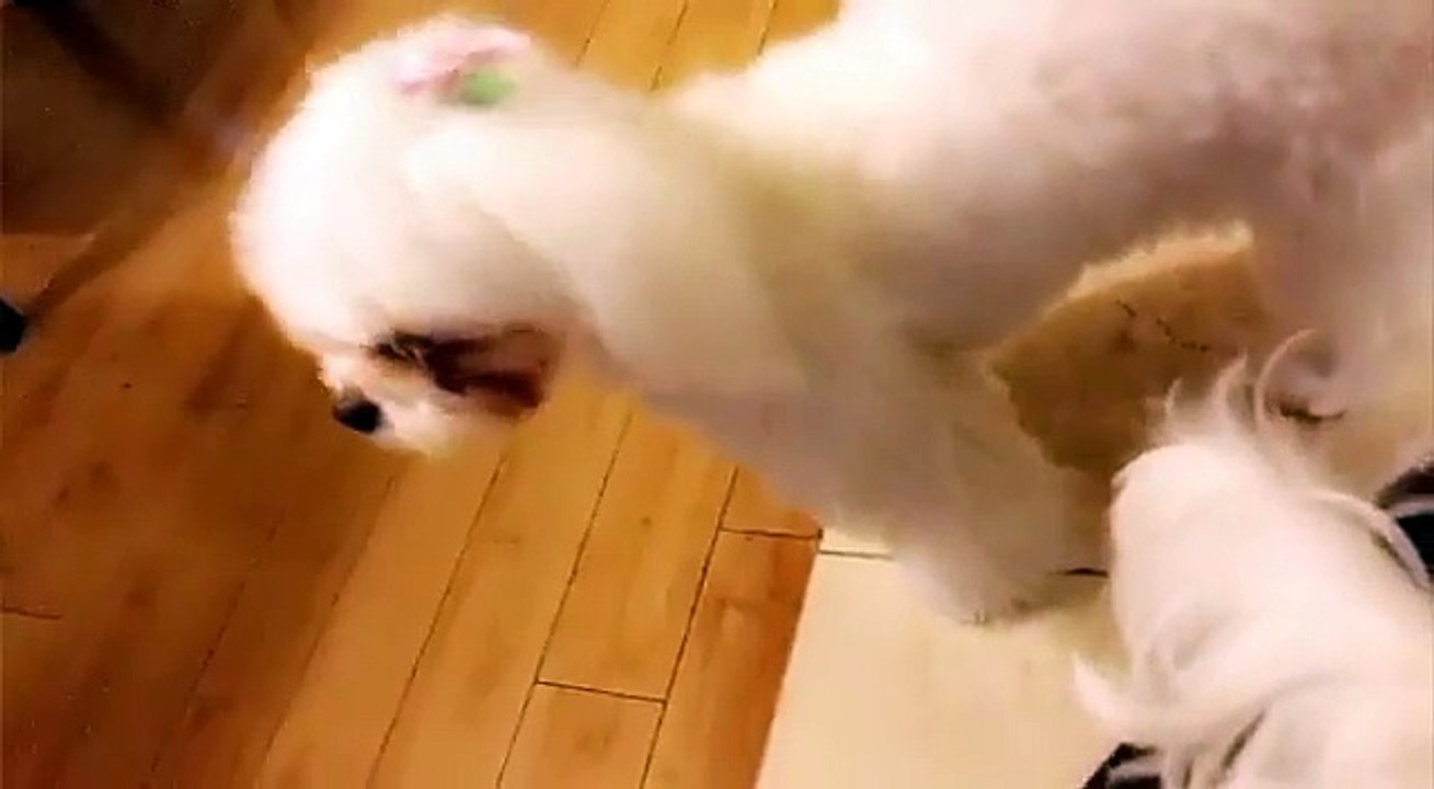 Tiffany -  stephanieyoungh Babies, Cutest dog in the world, Cutest dog in the world #girlsgeneration #소녀시대 @xolovestephi