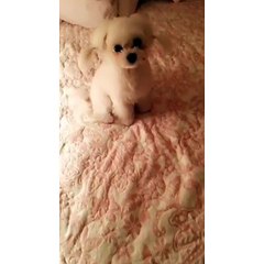 Tiffany - stephanieyoungh Princess Fluffy - girlsgeneration #소녀시대 @xolovestephi