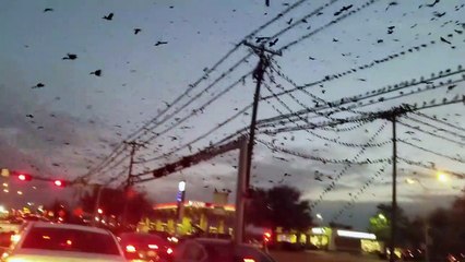 Des milliers d'oiseaux envahissent le ciel du Texas