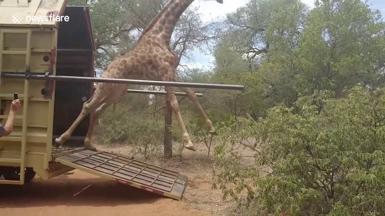 Cette pauvre girafe rate complètement sa sortie!