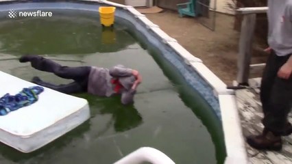Oh la bonne idée de sauter dans une piscine gelée