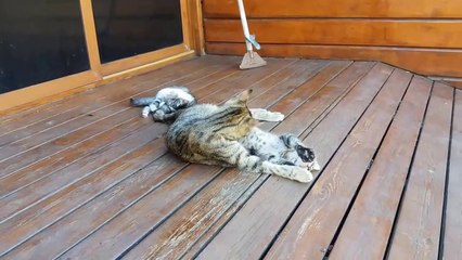 Quand c'est l'heure de la toilette forcée pour ce chaton... Trop mignon