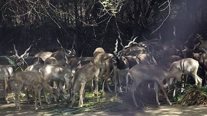 Delhi Zoo / Zoological Park