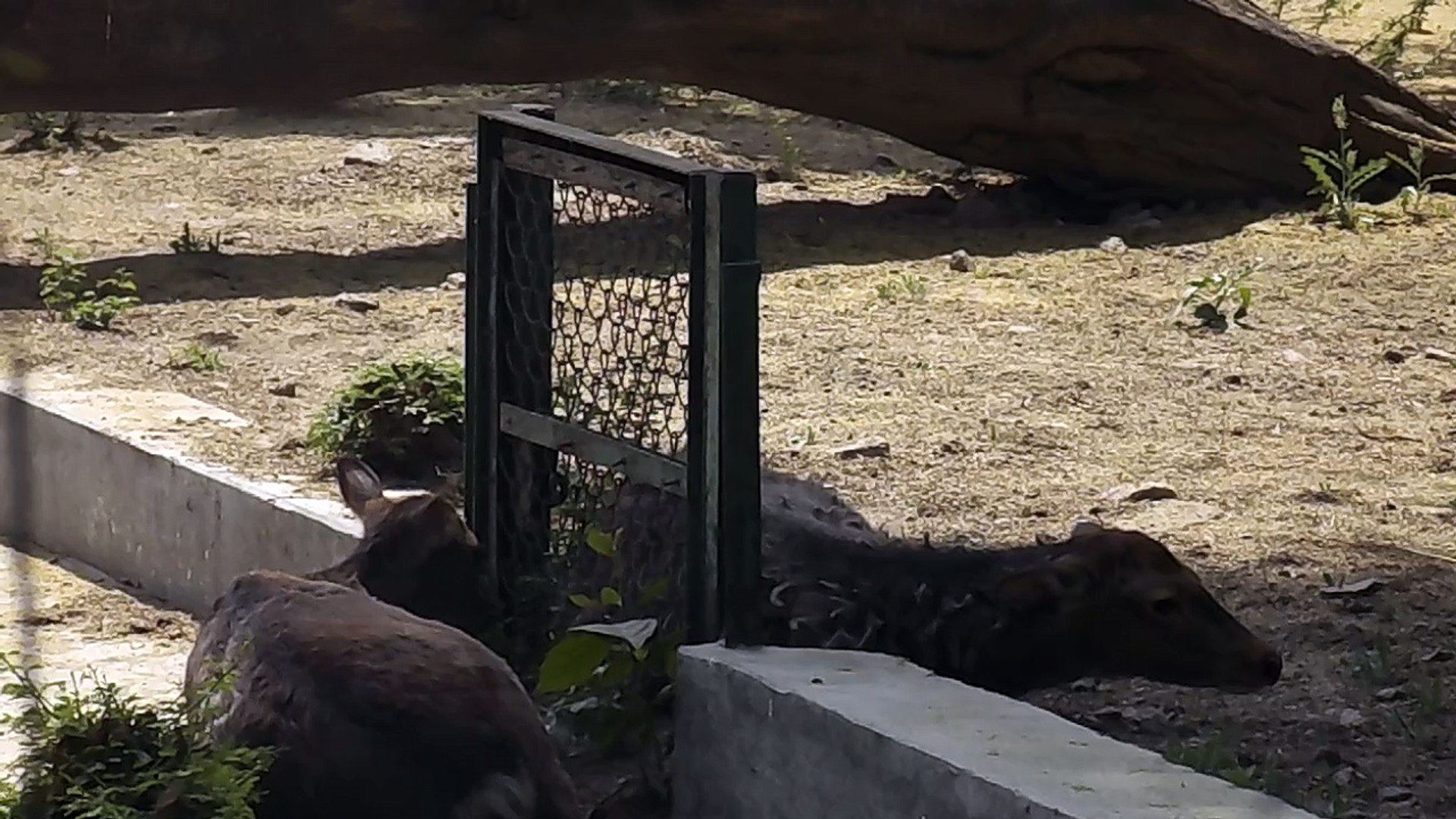 Delhi Zoo, Chidiya Ghar or The National Zoological Park in Delhi - video  Dailymotion