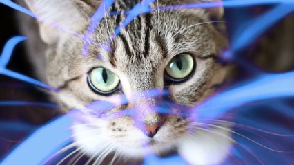 5 Stories and SIGNS Your PET Can See GHOSTS