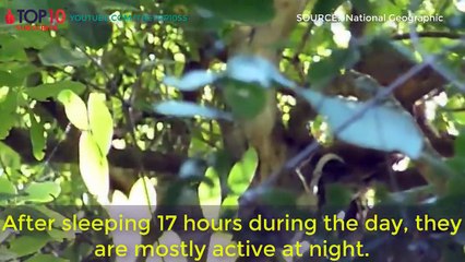 THE TOP 10 || Top 10 Laziest Animal Species in the World || Squirrel, Sloth, Koala, Opossum...