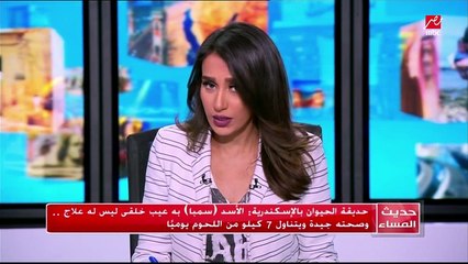 ماهي حقيقة الأسد "سمبا" الذي يتم تداول قصته على " السوشيال ميديا" .. تعرف على التفاصيل في #حديث_المساء
