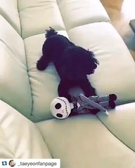 Taeyeon - Ginger -  stephanieyoungh Ginger stole TAE's doll