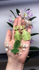 Leaf, Flower or Insect?