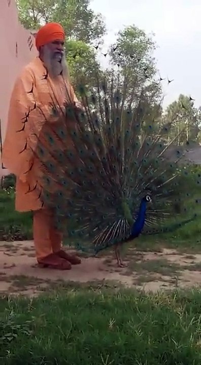 ਵੇਖੋ ਇਕ ਪਿਆਰਾ ਦ੍ਰਿਸ਼...ਇਕ ਪਾਸੇ ਗੁਰਬਾਣੀ ਦਾ ਪਾਠ ਹੋ ਰਿਹਾ ਹੈ ਤੇ ਨਾਲ ਹੀ ਇਕ ਮੋਰ ਤੇ ਬਾਬਾ ਜੀ ਦੀ ਸਾਂਝ...!!