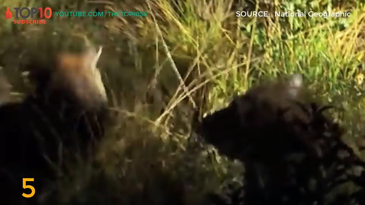 THE TOP 10 || TOP 10 LEOPARDS VS. ANIMALS || Leopard vs. Hyenas, Cheetah, Python, Porcupines...