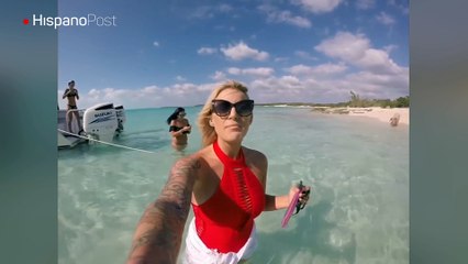 Fueron a una paradisíaca isla a darse un chapuzón con una manda de cerdos