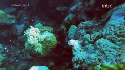 لفة المملكة يستكشف منطقة تبوك شمال السعودية