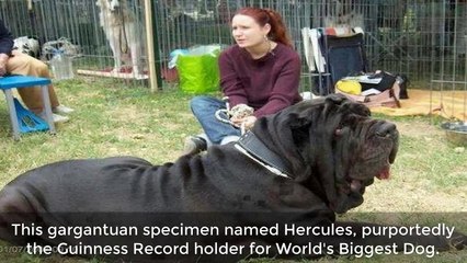 9 Of The Worlds Biggest Animals