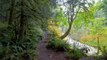 4K Nature Relaxing Views & Nature Sounds - Autumn Trail Walk - Trailer