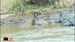 Wildebeests Stuck Vs Crocodile - Wildebeests Escape On The River - Animal Attacks