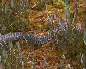Gene Pools of the Alps - Nature Documentary