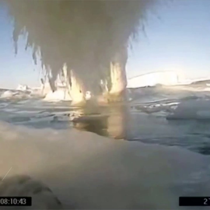 Les ours polaires ne trouvent plus assez de phoques pour se rassasier