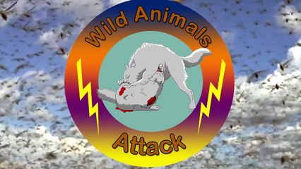 Animals Attack - Leopard Pulls Warthog out of Cave and Eats