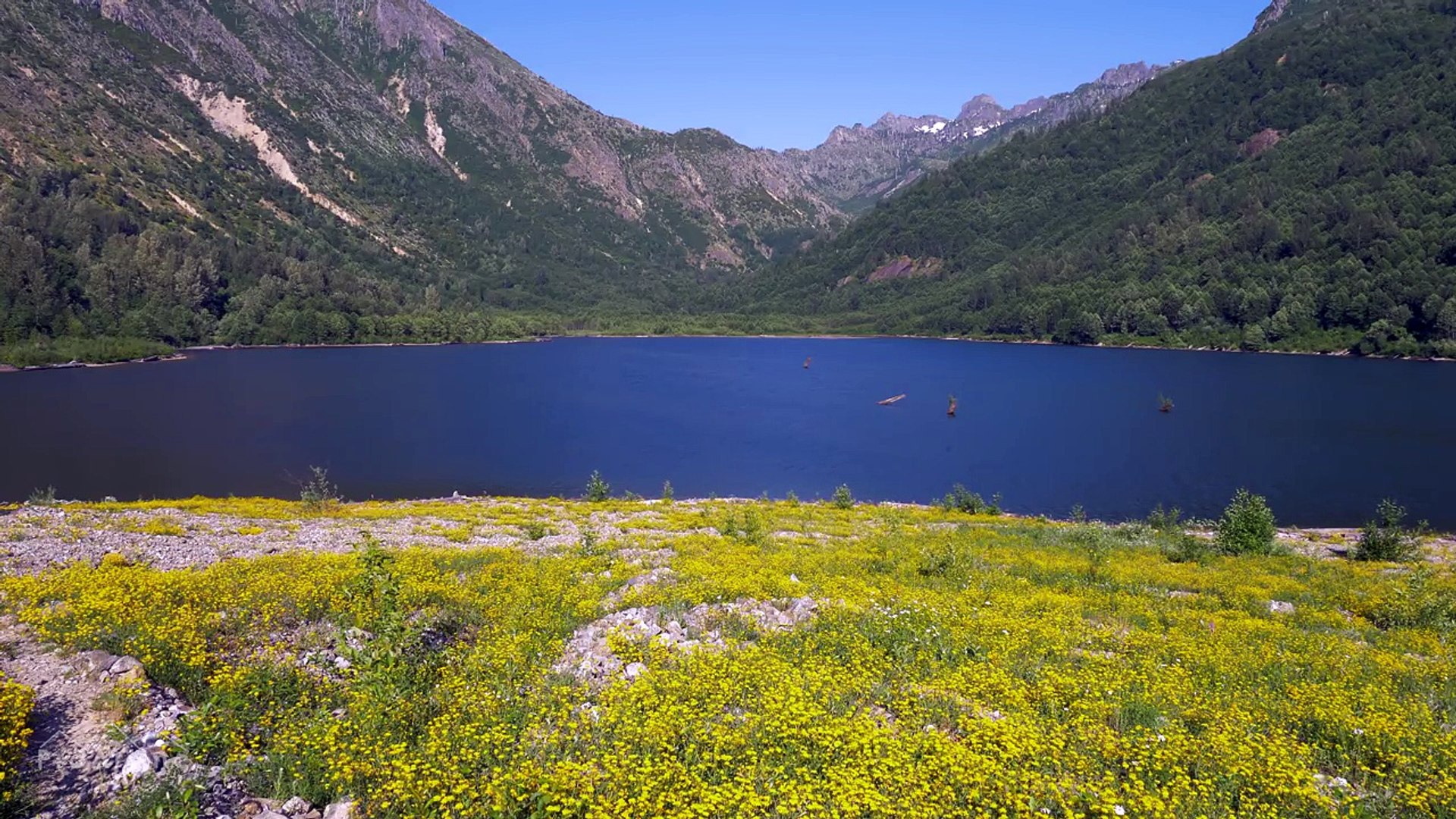 ⁣Carpet of Yellow Wildflowers in 4K UHD | Nature Sounds & Bird Signing - Coldwater Lake Shores
