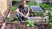 30 Tomatoes (and 12 Varieties) Planted in a Small Garden!