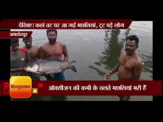 देखिए! कहां तट पर आ गईं मछलियां, टूट पड़े लोग