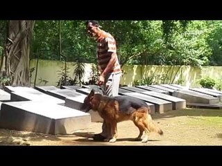 एक कब्रिस्तान ऐसा, जहां मौत के बाद आराम फरमाते हैं स्वान