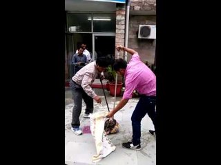 Python entering government offices