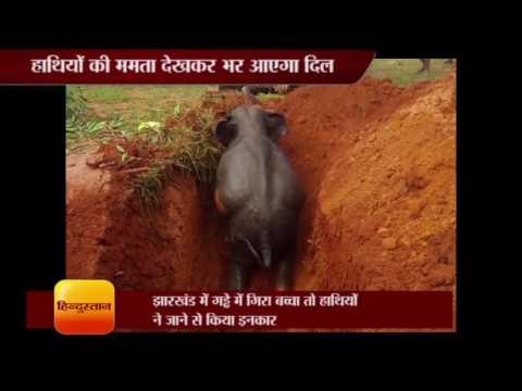 Group of elephant denied for leaving children behind in Jharkhand