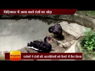 Pair of black swans in Lucknow zoo