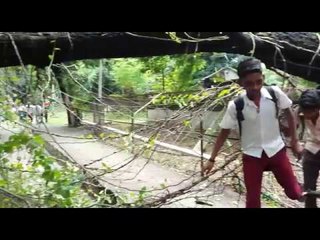 tree fall on tempo in Dhanbad