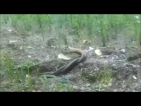 watch the video of two snakes capture a house for four hours