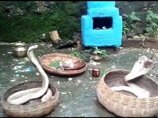 Here poisonous Snake bite for treatment