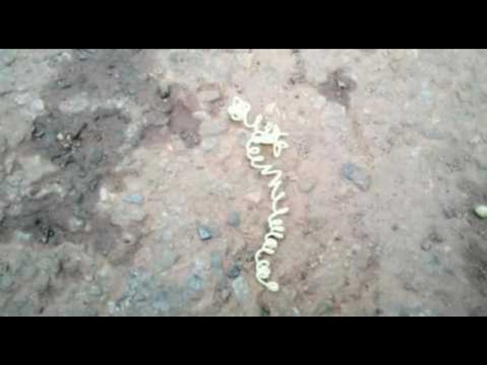 typical snake in Jharkhand