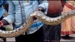 seven feet python found in jorapokkhar of jharkhand