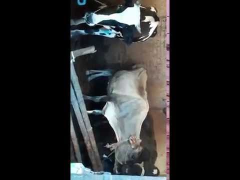 Water enters in ganga tower in bihar