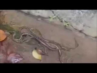 Watch the horrible video of snake race in jharkhand