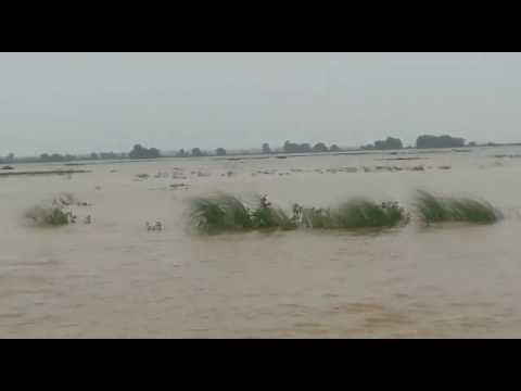 पटना में बाढ़ से दो हजार बीघा में लगी सब्जी की फसल बर्बाद