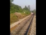 injured elephant in Doon-haridwar railway track