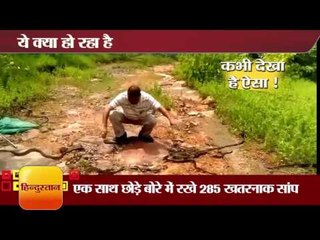Salim bhai Snake Catcher Releasesed 285 Snakes I सलीम साँप वाले