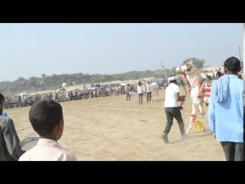 Horse Show in Agra of Uttar Pradesh
