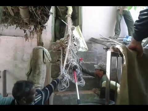 Forest Department team caught Guldar after 30 hours hard work in Uttarakhand