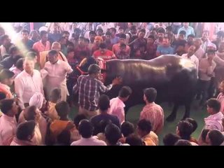 भैंस की पूजा